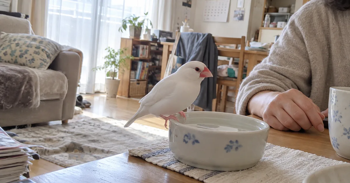 窓辺の水入れのふちにとまる白文鳥