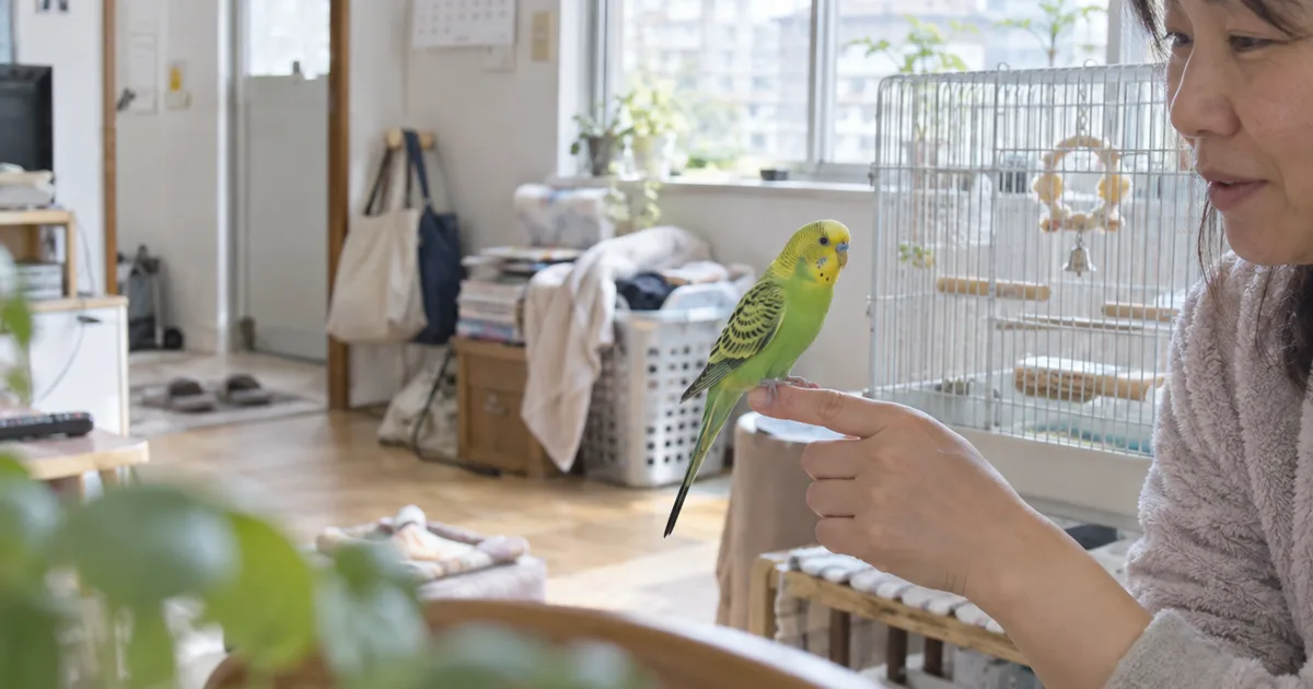 指にとまるセキセイインコ